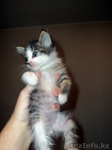 Отдам милейшего котенка в хорошие руки #339808