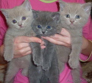 Продам элитных британских котят #367214