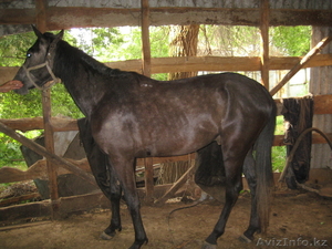 продам жеребца для скачек #373207