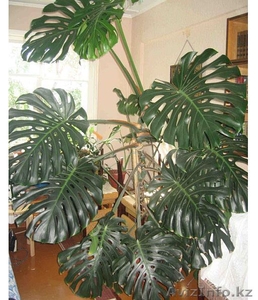 Продам монстеру #371239