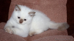 Британские котята циннамон-пойнт #393015