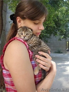 Шотландская вислоухая девочка 35000 #381038