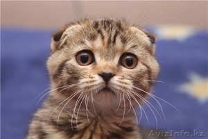 Шотландская вислоухая девочка #389753