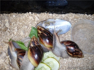 Сухопутные гигантские улитки Ахатины #387131
