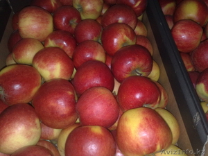 Польские яблоки урожая 2011 #393698