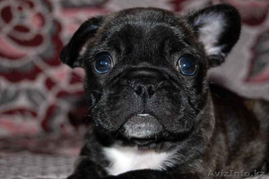 ТИГРОВЫЕ ЩЕНКИ - ФРАНЦ. БУЛЬ. #376038