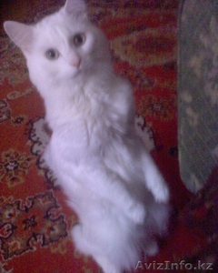 Отдам кота в хорошие руки #393572