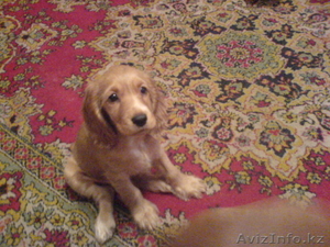 продам щенков английского кокер спаниеля с родословной #378569