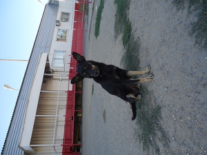 щенки везерфорд #395486