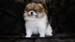 щенки шпица редкого окраса #373625