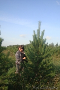 Новогодняя елочка (сосна) #386697