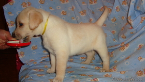 Элитные щенки лабрадора из Омска #376672