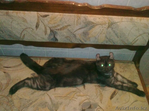 Потерялся Котик!!! #374519