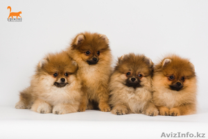 Щенки померанского шпица от супер родителей #374546