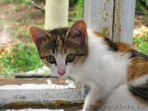 В добрые руки киску  #372386