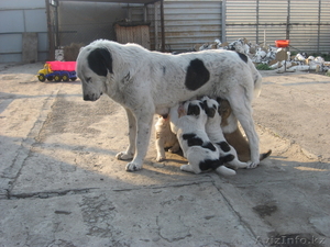 Азиаты #385039