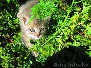 отдам красивого котенка #384794