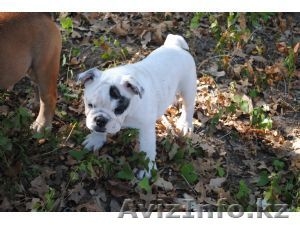 Английский бульдог #386011