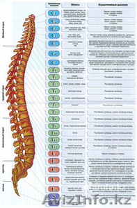 МАССАЖНЫЙ КАБИНЕТ #386833