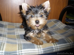 Продам щенков Йоркширского терьера #388182