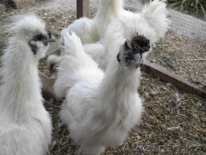 Петушки китайские шелковые #392799