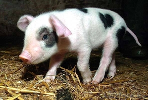 Продам молочных поросят. #371433