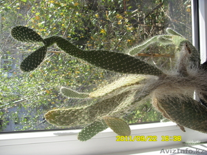 Продам комнатные растения #388666