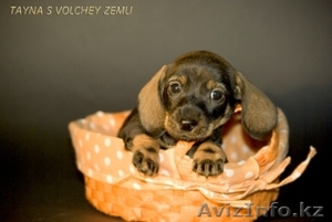 Продаются щенки таксы миниатюрной. #417534
