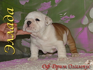 Английского бульдога щенков #414353