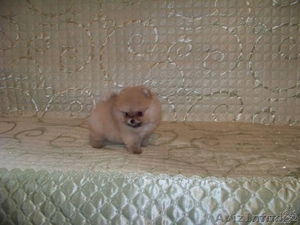 Продам Померанского  шпица #397749