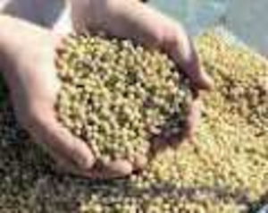 Продам сою,  36 % жирности,   количество 1000 тонн,  Алматинская область #414782