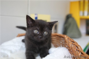 Британские короткошерстные котята #406857