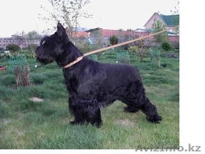 В Омске щенки ризеншнауцера #419123