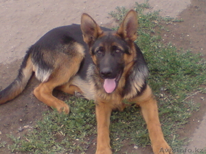 Немецкая овчарка (щенки) #411933