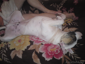 Американский бульдог #410376