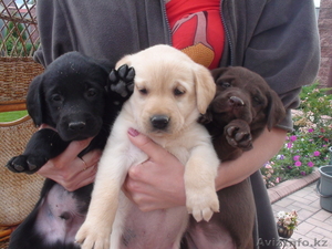  щенки Лабрадора,  в Алматы #412550