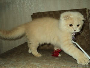 Шотландские вислоухие котики #399382