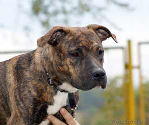 Американского стаффордширского терьера #406343