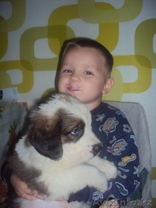 Продам щенков Московской Сторожевой Овчарки в Алматы #405777