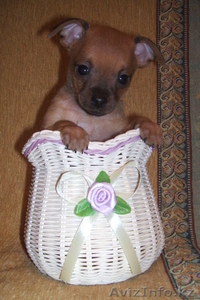 Продам щенков русского той-терьера! #406684