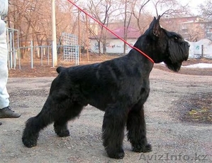 Кобель и сука ризеншнауцера в Омске #419119