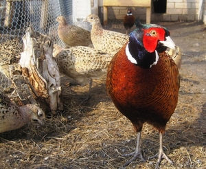 Продаем Фазанов и цесарок #400771