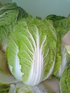 Китайская капуста (Басай) #412867