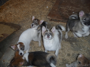 щенята западно-сибирской лайки #396598