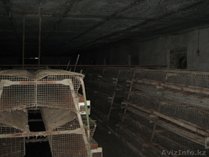 Продам птицевоческое хозяйство  #410038