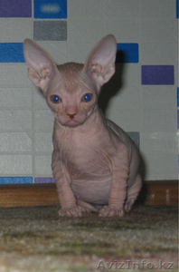 Донской сфинкс кот и кошка #404820