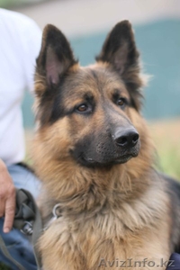 Продам породистого щенка немецкой овчарки из Германии #423597
