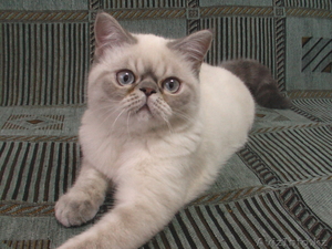 ВЯЗКА ЭКЗОТИЧЕСКОГО КОТА #421837