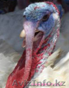 Создание высоко-технологичного птицеводческого комплекса #420314