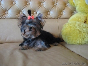 Йоркширский терьер,   щенки! #408905